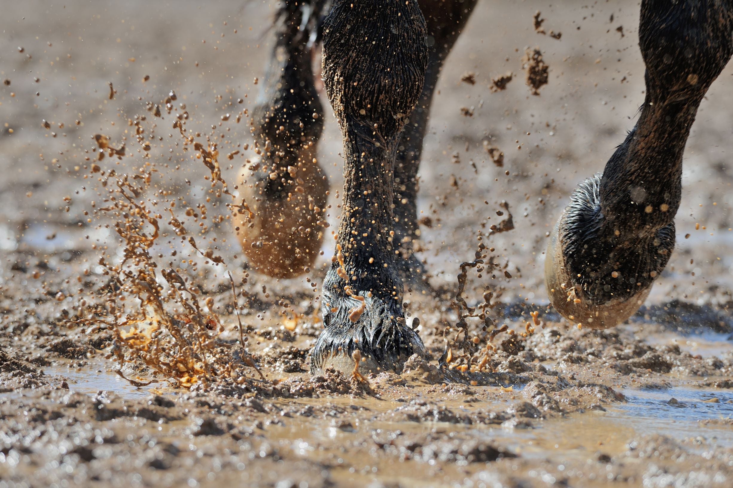 muddy solutions