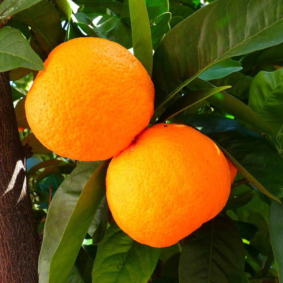 horse oil with sweet orange and peppermint, 500ml