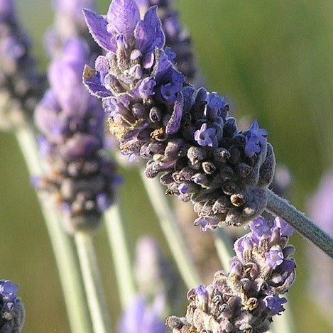 natural lavender shampoo, 500ml