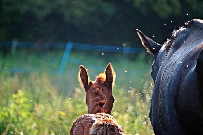 Mare and foal surrounded by midges