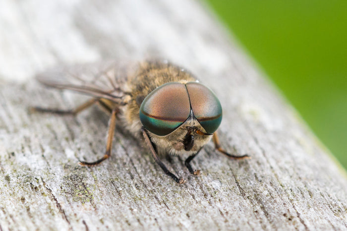 A horse fly waiting for its prey