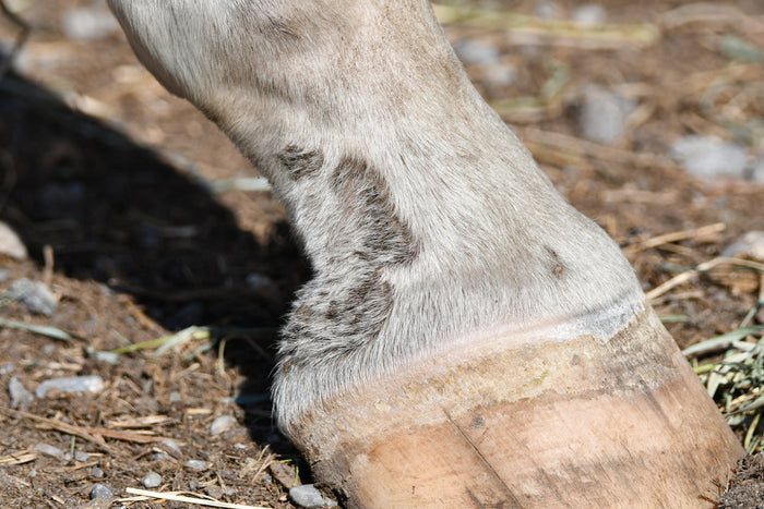 Horse with scabs due to mud fever