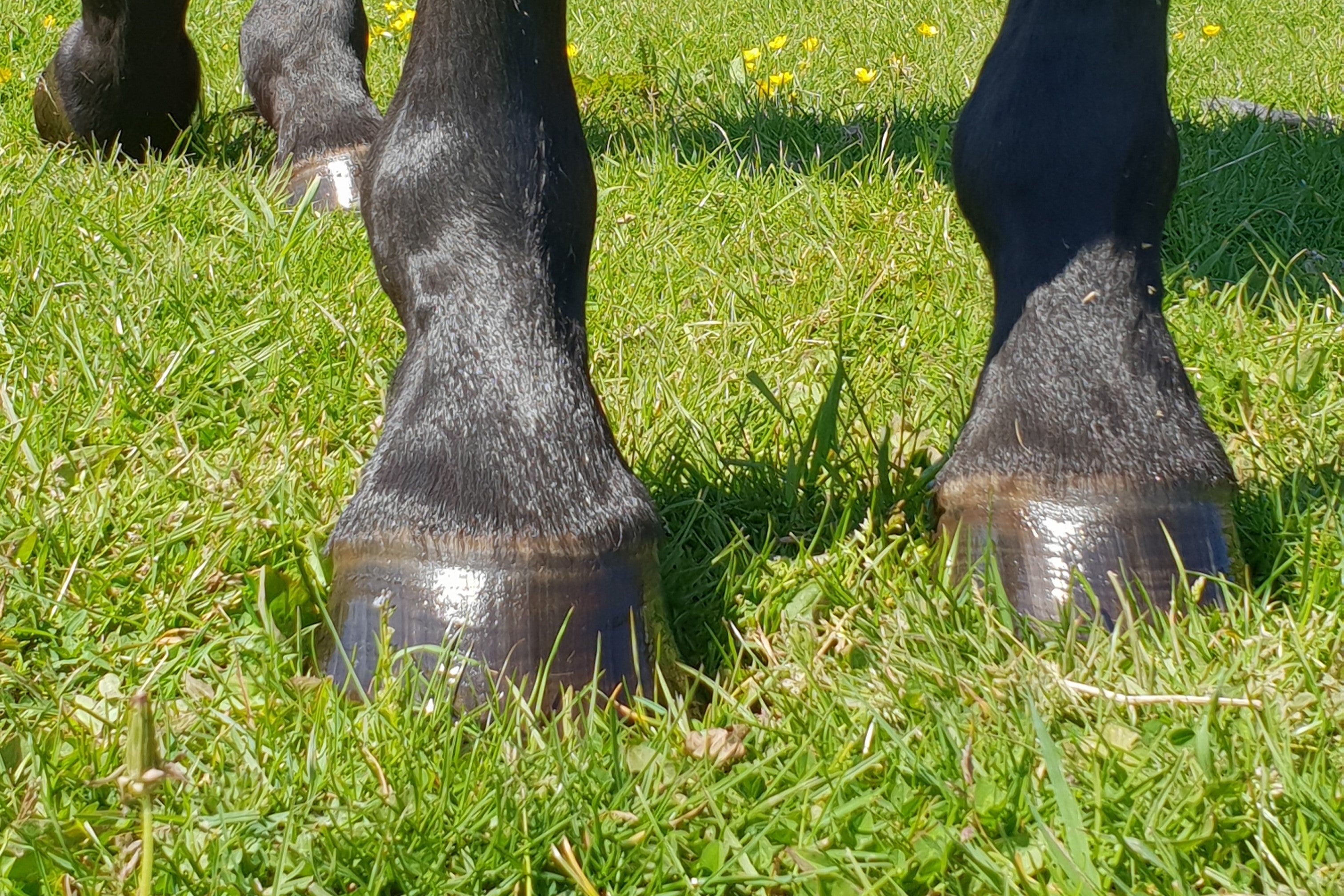 hoof care