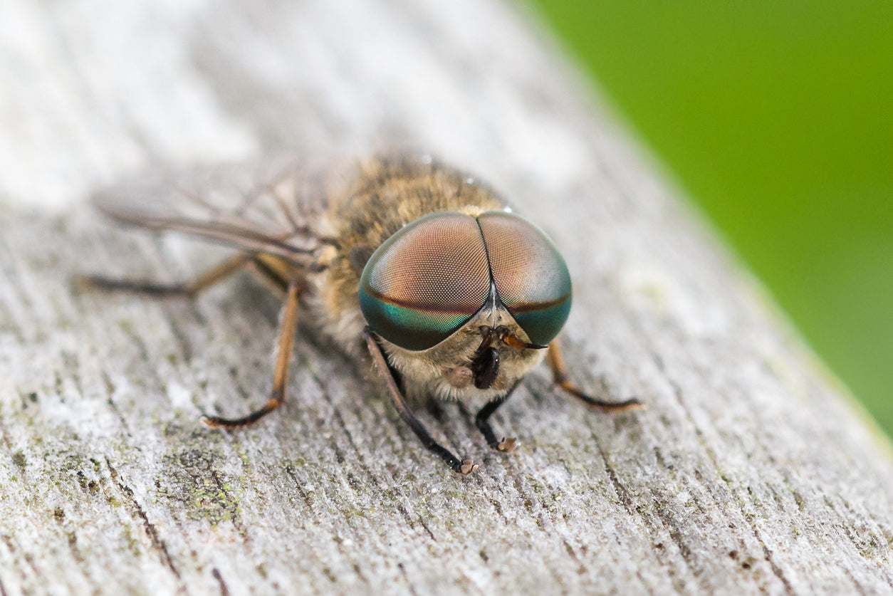 insect repellents